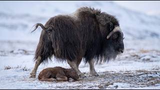 A Musk Ox Mother Gives Birth in snow … But Her Newborn Must Survive −20°C | 4K Wildlife Documentary