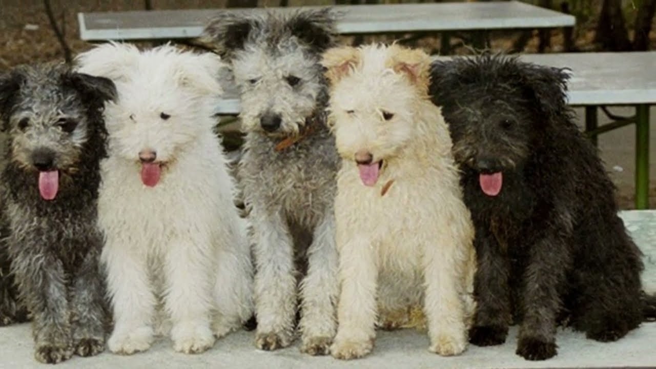 All About the Pumi in 3 Minutes