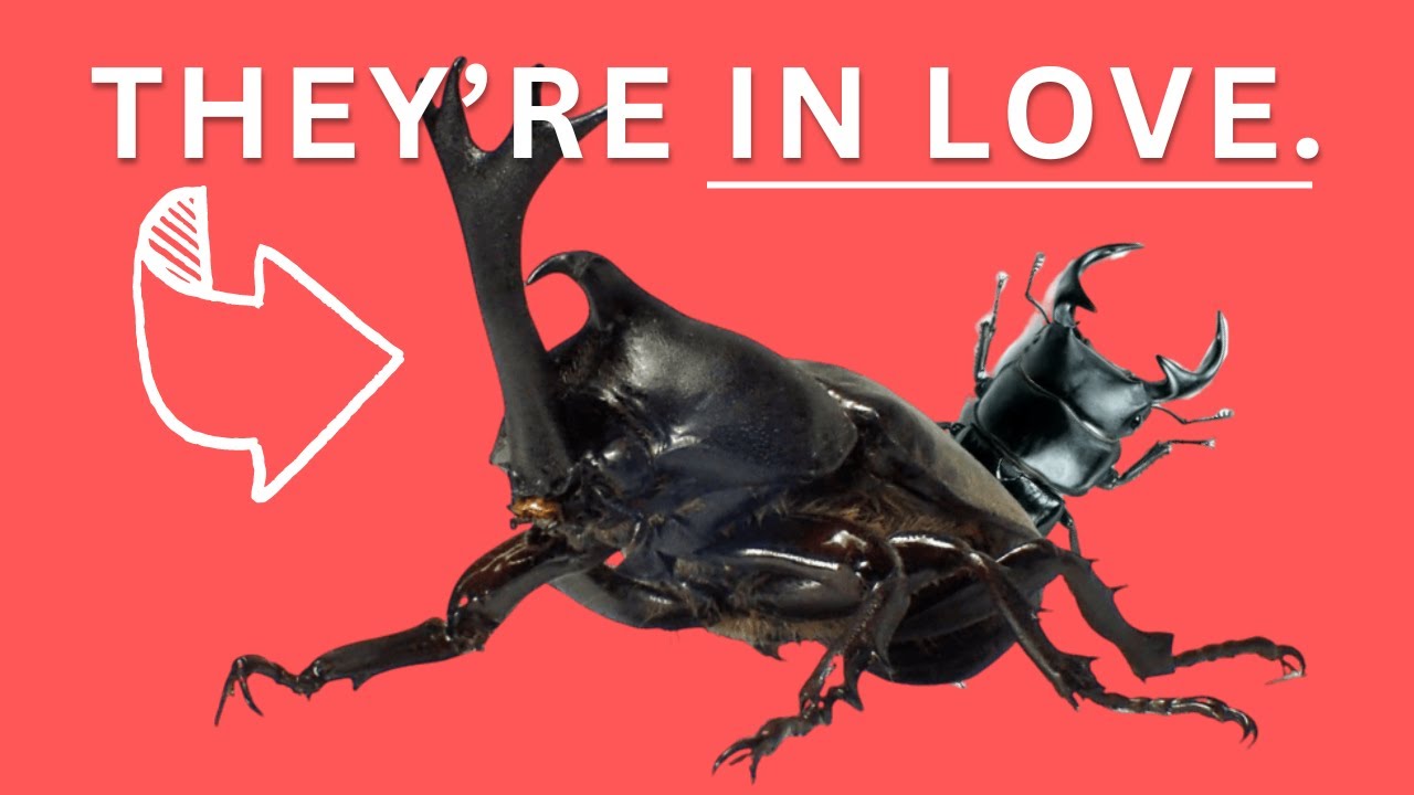 Почему Япония ОДЕРЖИМА жуками