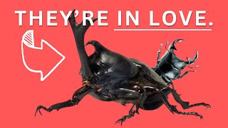 Why Japan Is Obsessed With Beetles