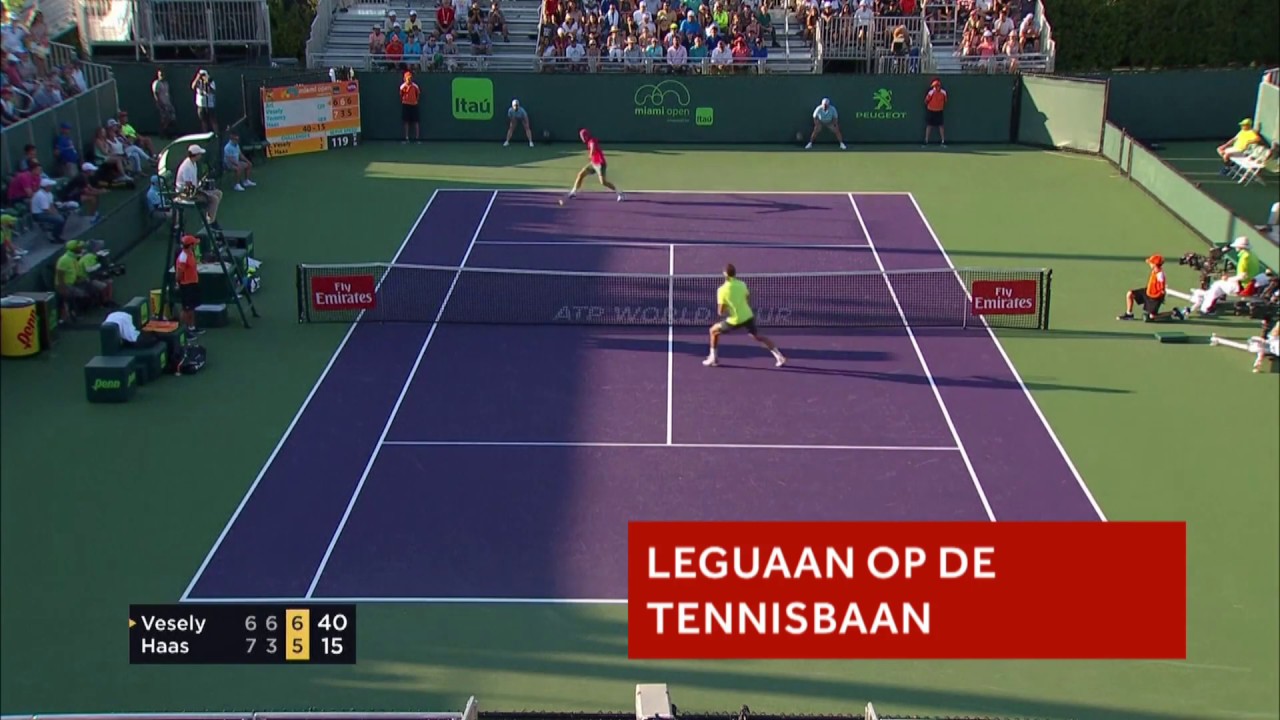 Daar loopt een leguaan op de tennisbaan