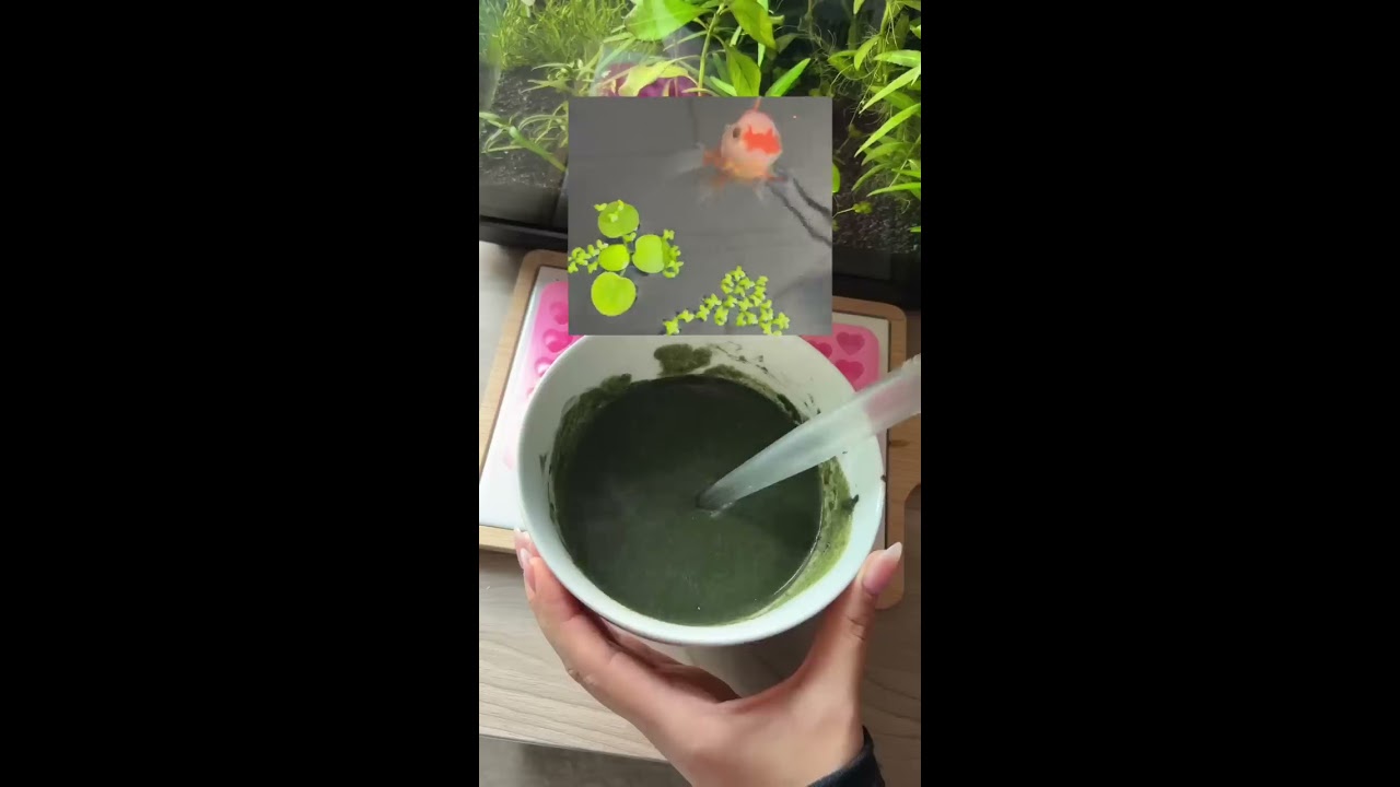 Why I Never Release My Fish Into The Wild