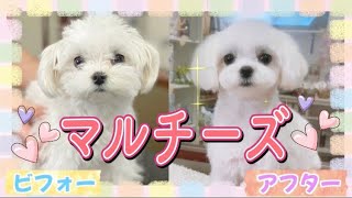 みんな大好きマルチーズ 可愛いマル女子の大変身 白いふわふわは癒しレベル最強 ラブ アンド ドッグス みんな大好きマルチーズ 可愛いマル女子の大変身 白いふわふわは癒しレベル最強 ラブ アンド ドッグス