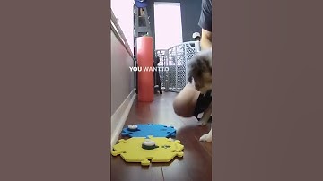 Teaching My Puppy To Talk With FluentPet Talking Buttons - Ripley The Australian Shepherd Pup