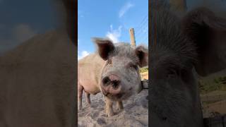 Basic rights for farm animals at risk!