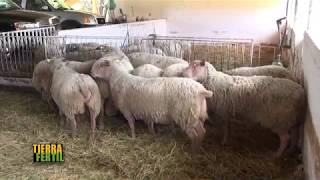 TIERRA FÉRTIL TV-CUIDADOS DE BORREGOS CHAROLAIS RANCHO "OVICAR" (30.06.18)