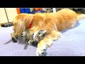 まるに噛まれると喜ぶ保護猫みーこ