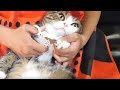 爪切りナイトなねこ。-Nail clipper night and Maru&Hana.-