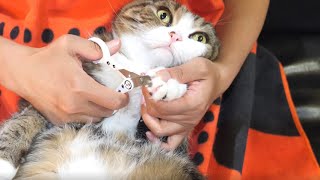 爪切りナイトなねこ。Nail clipper night and Maru&Hana.