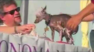 Yoda - The World's Ugliest Dog