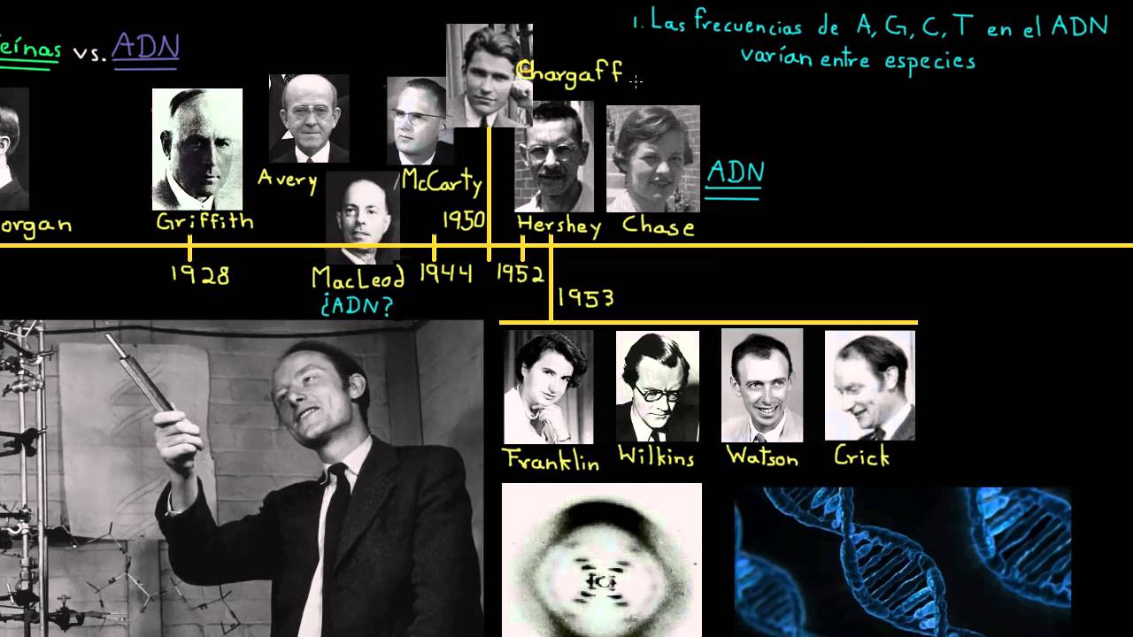 El descubrimiento de la estructura de doble hélice del ADN | Khan Academy  en Español - YouTube