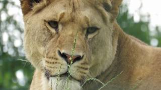 A VISIT TO FOLLY FARM ZOO VIDEO TAKEN 26.6.2017  [12 ] by Linda Hill 14 views 6 years ago 24 seconds