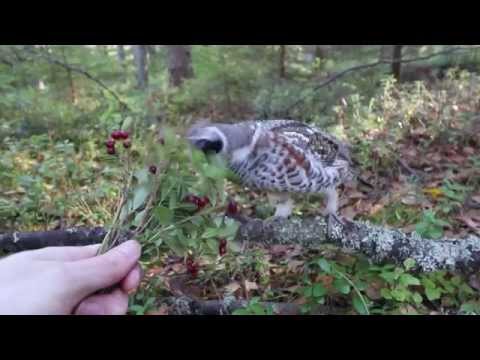 Video: How To Cook Hazel Grouse With Lingonberries