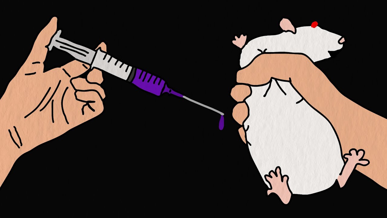 ¿Qué tan mal viven las ratas de laboratorio?