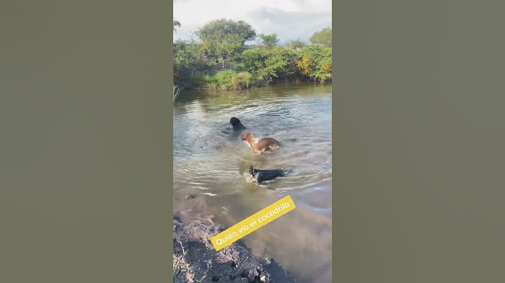 Agarro un COCODRILO a mi PERRO 😭🤬 #cocodrilo #perros  #virslshorts #miedo