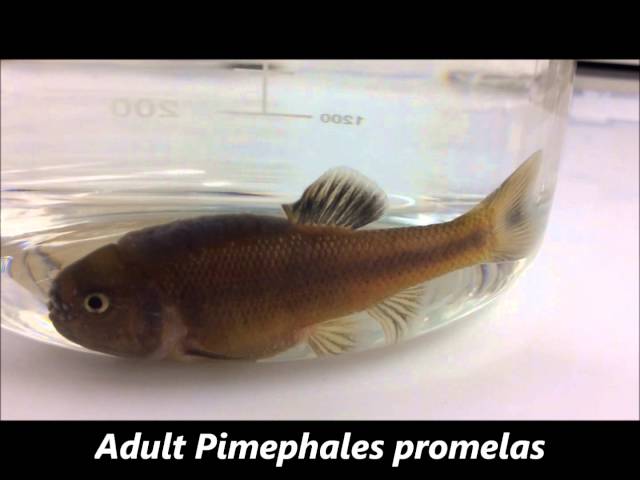 Adult Fathead Minnows (Pimephales promelas) 