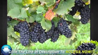 Useful Tips on Growing Thompson Seedless Grapes