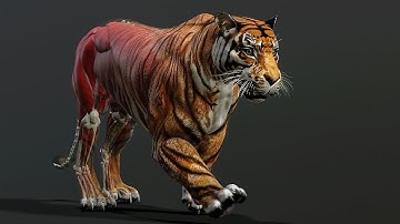 ZIVA VFX Hyper Real Quadruped Setup | Musculoskeletal Breakdowns