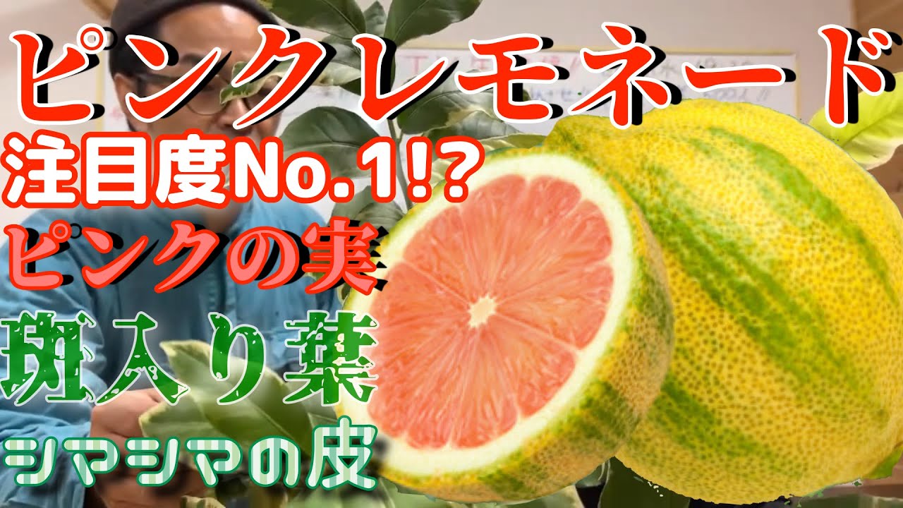 グリーンでGO!店長がオススメする特徴満載のレモン苗【ピンク