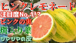 グリーンでGO!店長がオススメする特徴満載のレモン苗【ピンクレモネード】葉は斑入り、皮はシマシマ、実はピンク！大注目のレモンです。