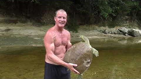 Pallid Spiny Softshells!  The Biggest.