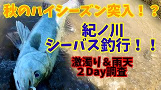 シーバス 秋 ハイシーズン突入か 和歌山県紀ノ川河川でシーバス調査 Youtube