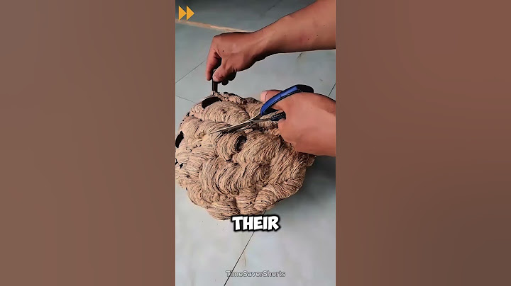 Have You Seen the Inside of a Wasp Hive