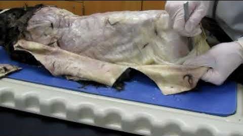 cat dissection video- original