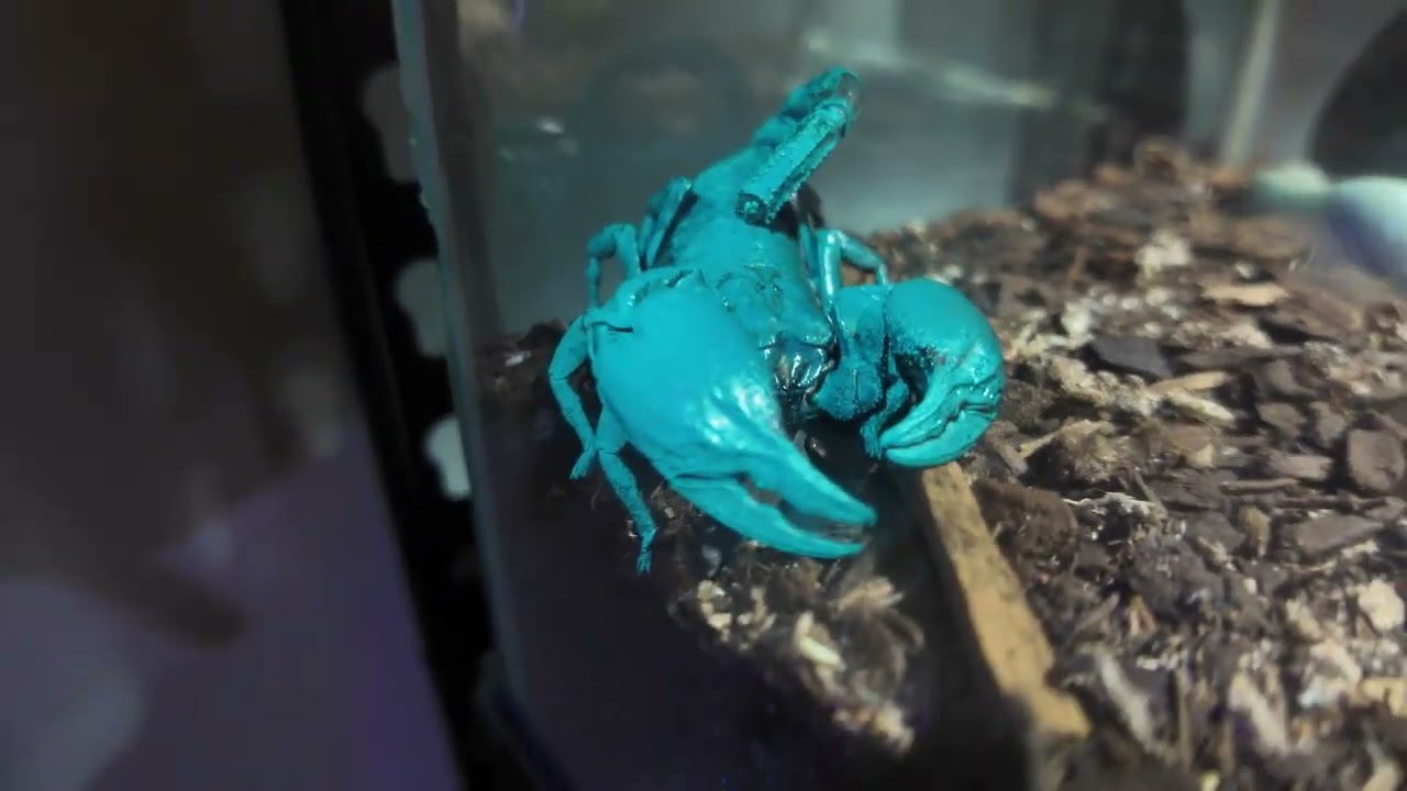 Welcome to my “SPIDER ROOM!” With 15 critters! In my Basement 