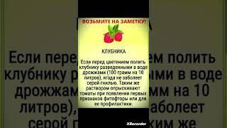 🍓 ВЫРАЩИВАНИЕ КЛУБНИКИ #клубника #огород #дача #грядки