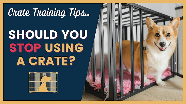 When To Stop Crate Training A Dog