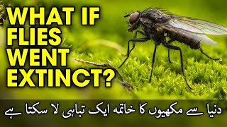 what if flies went extinct? Shocking facts What Happen If Flies extinct from the world?
