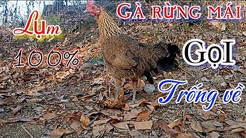 Tiếng gà mái rừng kêu gọi trống chuẩn và nhanh nhất 2024 (không tạp âm) || Suab poj qaib qus seev