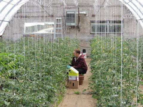 Video: Mikä on Hazelfield Farm -tomaatti – Kuinka kasvattaa Hazelfield Farm -tomaatteja