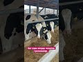 7 ойгача бугоз голштин зотли гуножинларни энг гузаллари..