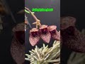 Bulbophyllum Diversity! #orchid