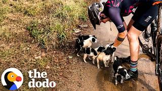 woman goes bike ride comes home litter puppies dodo