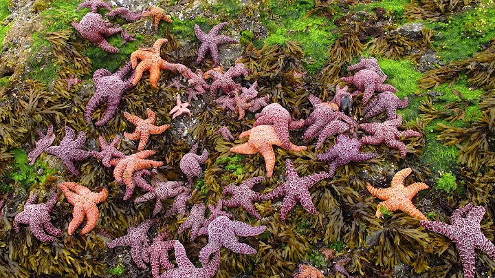 Drew Harvell: The Sea Star Epidemic  An Arms Race ...