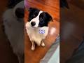 Injured Man Sends DOG to Buy Medicine... What It Does Next is GENIUS! 🐶😍