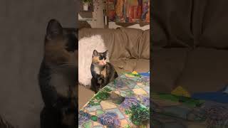 Dur Orda Dur..davut Güloglu.. Resimi