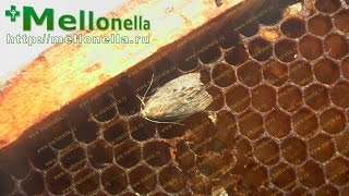 Восковая моль. Лекарство от рака найдено?