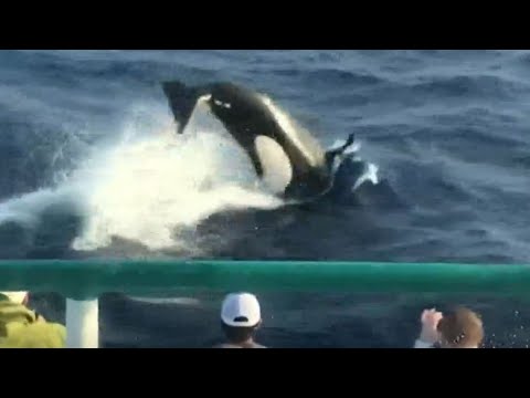 Orcas in the Gulf of Mexico: