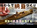 【ぐるりの暮らし】#46「わらづと納豆をつくる」～稲わらを使って、昔ながらの野生の納豆菌での納豆づくりをしました。大豆と田んぼは二人三脚の営みなのです。