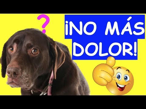 Vídeo: ¿Puedo Darle Advil A Mi Perro? ¿Advil Es Seguro Para Perros?