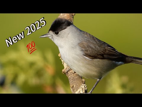 اجمل صوت خوري شماس مجرب