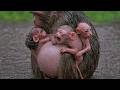 Cute Baby Monkey Live – Daily Smiles & Fun for Everyone