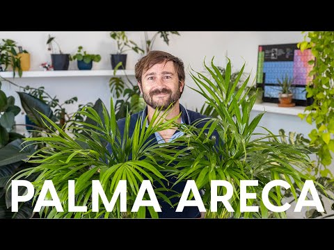 Video: Cura delle palme a foglia rossa: come coltivare le palme a foglia rossa