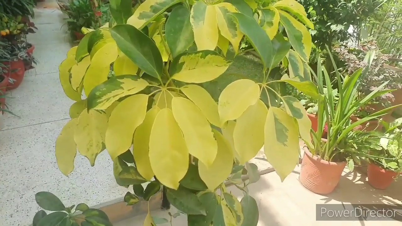 3 types of Schefflera//Indoor air care//Potting soil