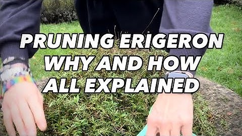 Pruning Erigeron 