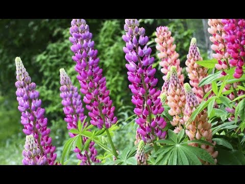 Video: Plantas Perennes En Flor (lupino Y Delphinium)